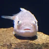 【お題で創作】(208)絶妙に懐かしい言葉 from Radiotalk