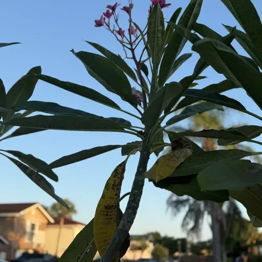 SERÍA UNA FE ESTÉRIL (E1979).