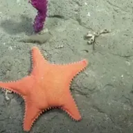 “Todavía no salimos del asombro”: el streaming de científicos del CONICET ganó el Martín Fierro de Oro