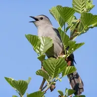 Sitting in the Catbird Seat