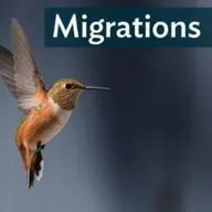 Migrations: Tiny Bird, Epic Journey