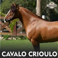 161 - O Cavalo Crioulo