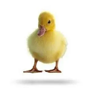 Radio-patito