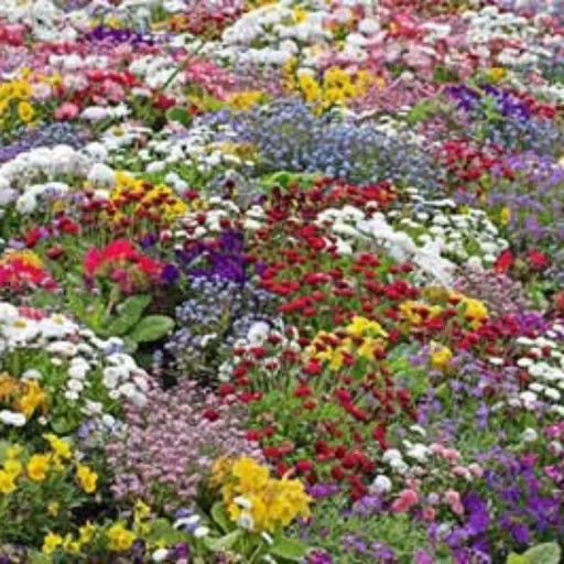 Prediction and Dyscalculia Support