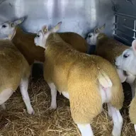 Fergal Ó Sé; Feirmeoir Caorach Texel
