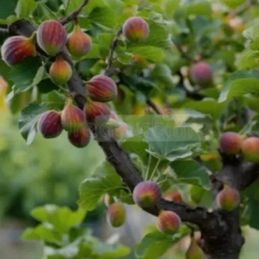 VC É UM DOS FRACTAIS REENCARNADOS DE SEU ESPÍRITO