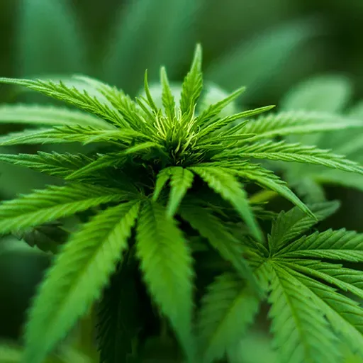 I danni da cannabis sui giovani