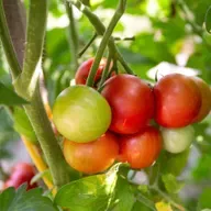 Wachsen Nachtschattengewächse wie Tomaten vor allem im Dunkeln?