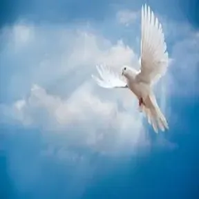 Radio Paz del Cielo