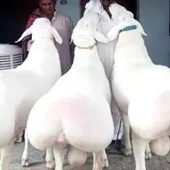 La mutación de las bellas nalgas en las ovejas