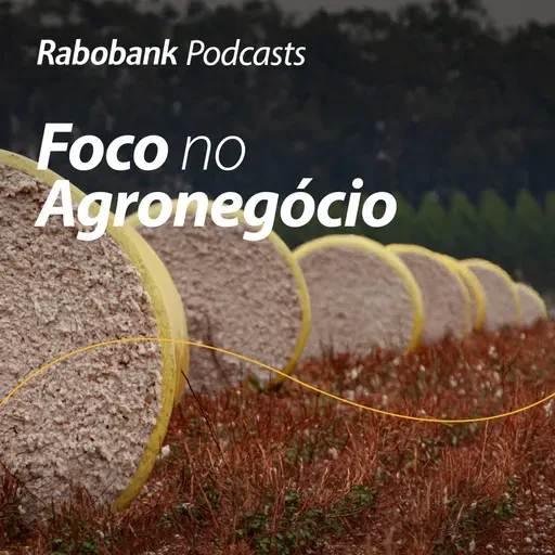 Perspectivas 2026 I Algodão