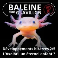 S07E127 Vous avez dit bizarre ? Développement 2/5 : L'Axolotl et les autres éternels enfants