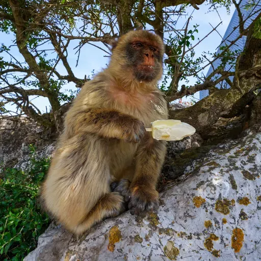 Aber spiser jord for at fordøje turisters junkfood
