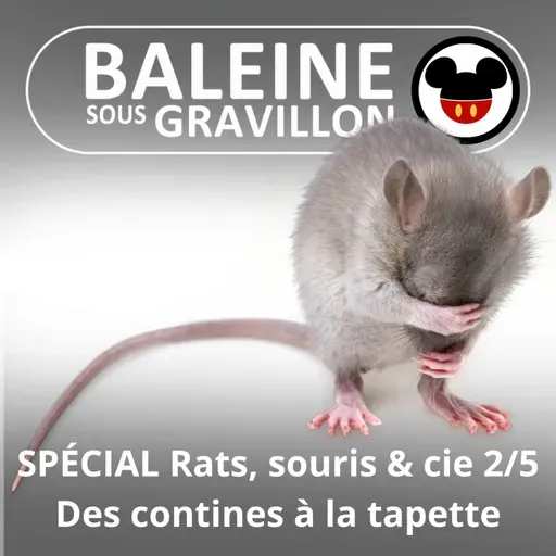 SPÉCIAL Rats, souris & cie 2/5 : La petite souris, de l'oreiller à la tapette