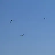 você prefere o Céu... ou os passarinhos?