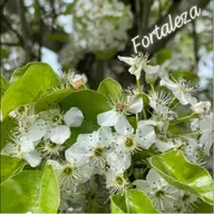 Fortaleza 
