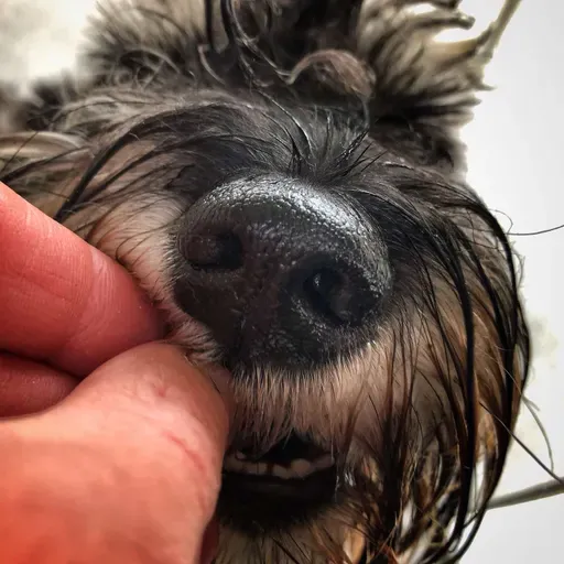 👫 ... jutranja rutina in uporabna vrednost običajne pasje hrane 🤣