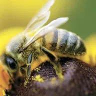 It's swarming season people are being advised too check their roofs and unused sheds for swarms of honey bees
