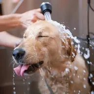 Banhos nos pets