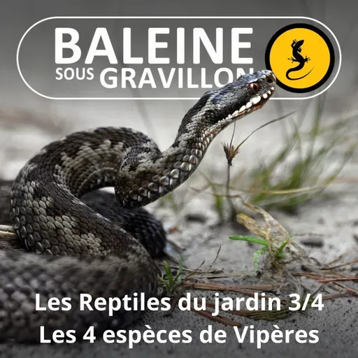 BEST OF D'ÉTÉ #07 Les Reptiles du jardin 3/4 : Les 4 espèces de Vipères
