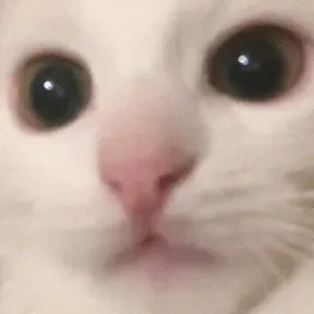 Gwa gwa