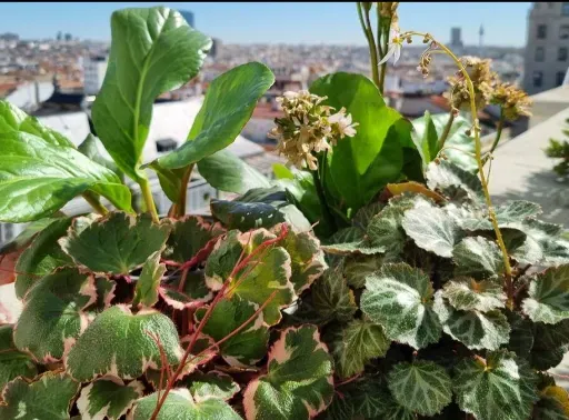 En el espacio Naturaleza Viva contamos cómo las plantas se adaptan para vivir en zonas de clima frío