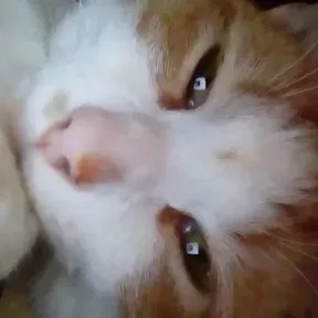 AN RadioCatSaver
