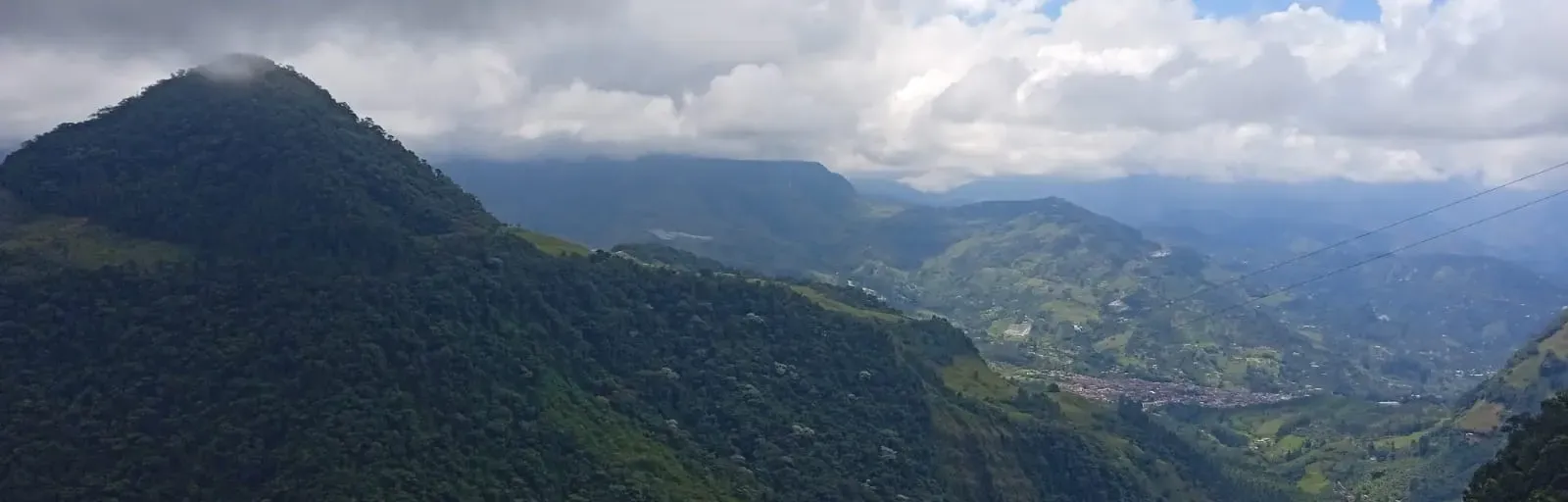 Guayacán