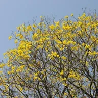 Alguns ipês