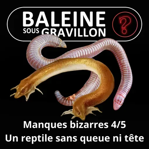 S07E111 Vous avez dit bizarre ? Manques 4/5 : L'Amphisbène, "tête-à-queue" chez les reptiles