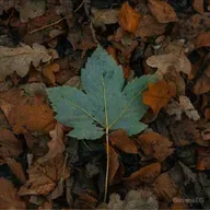 SIMILAR A UNA HOJA