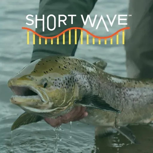 Why These Salmon Are On Anxiety Meds