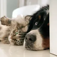 Perguntas para se fazer ao veterinário na primeira consulta