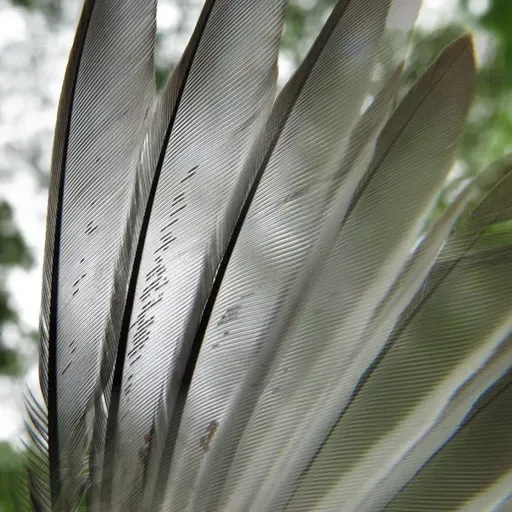 Ep. 77 - Mite-y Cool: The Amazing, Unseen World of Feather Mites