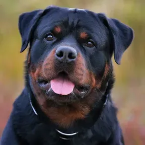 RottBeBe