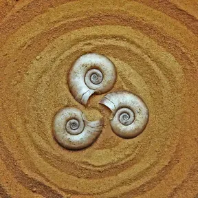 ARENOSA