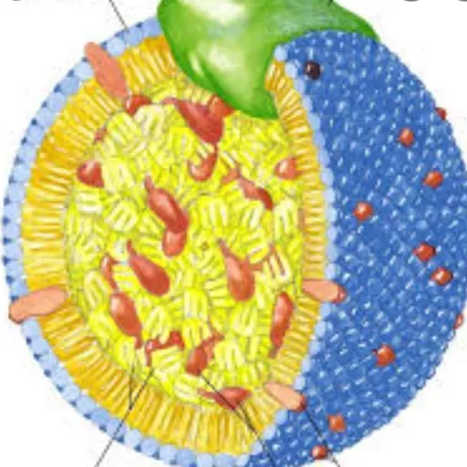 Metabolismo de ácidos grasos.