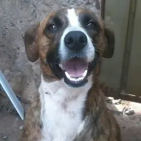 sertanejo