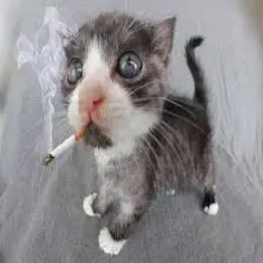 LOS CATRINCAS