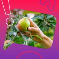 Sind Äpfel eigentlich Blumen?