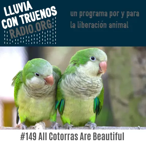 #149 All Cotorras Are Beautiful