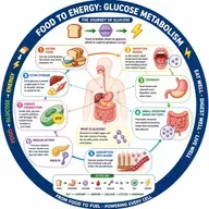 EP- 279💥 Glucose: The Secret Fuel of Life | গ্লুকোজ—জীবনের গোপন জ্বালানি | wellness podcast