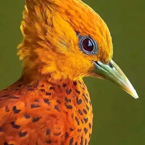 EvansK