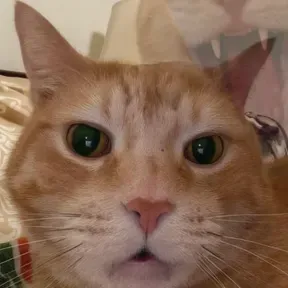 Kucing Yoga