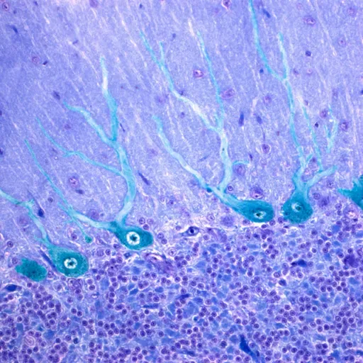 B.R.A.I.N.W.A.V.E.S. Ep.02 - THETA θ with Herva (Live)