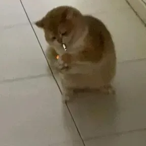 Lofi Chilling