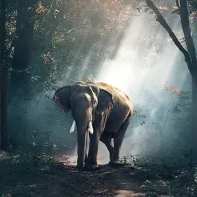 ELEFANTE