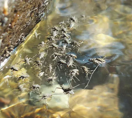 Küçük Su Böceklerinden İlham Alan Robot