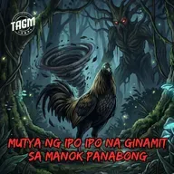 #361 Mutya ng Ipo-Ipo na ginamit sa Manok na Panabong