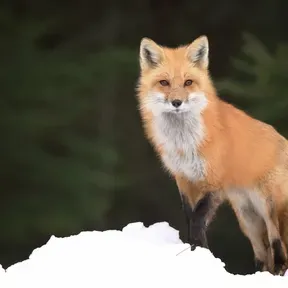 FoxRadio